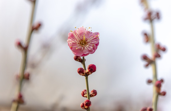 梅花