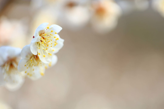 梅花特写