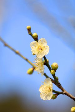 梅花特写