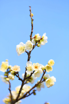 梅花报春