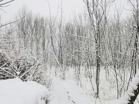 雪后树林