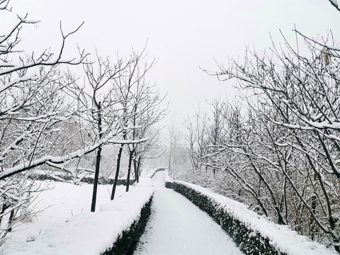 雪后树林