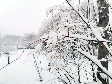 雪后树林