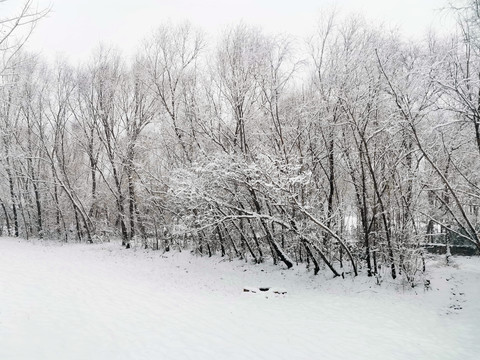 雪后树林