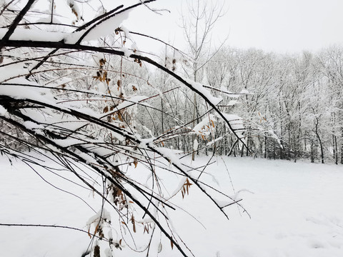 雪后树林