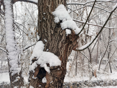 雪后树林景色