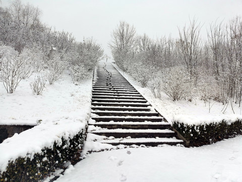 雪后树林景色