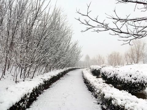 雪后树林小道