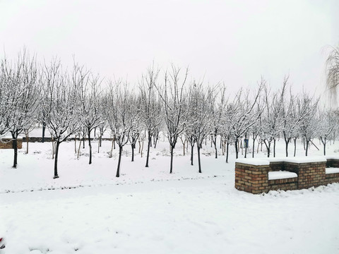 雪后的树林