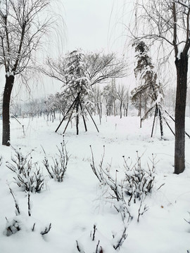 雪后的树林