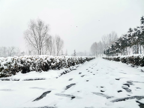 雪后的树林