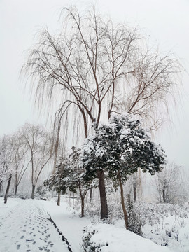 雪后树林