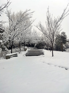 树林雪景