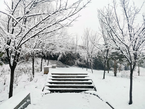 树林雪景