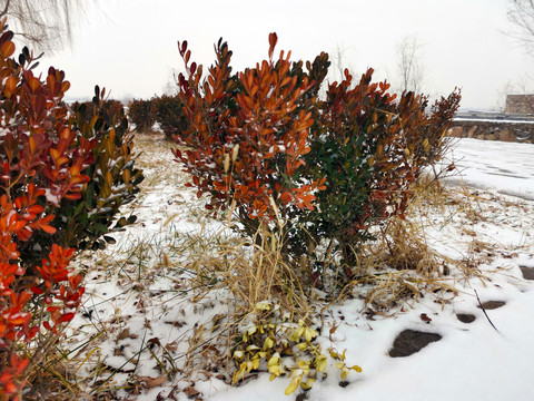 雪中的红叶石楠