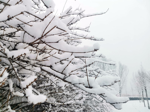 雪后树林