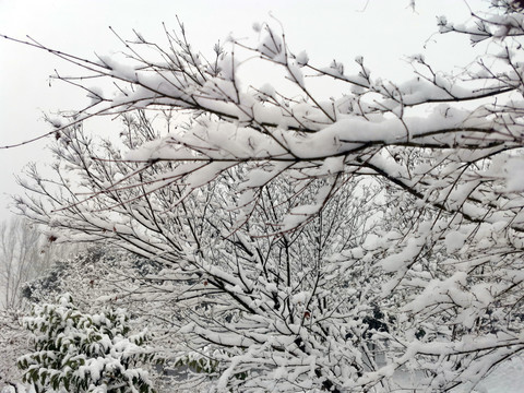 枝头上的雪