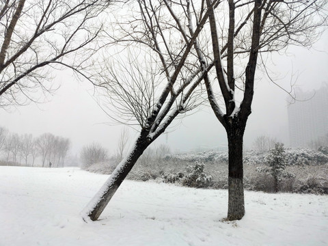 公园雪景