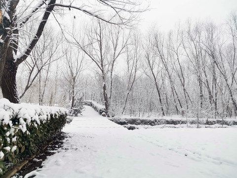 公园雪景