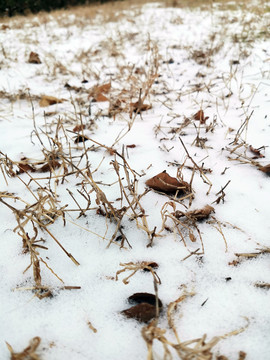 雪覆盖的干草地