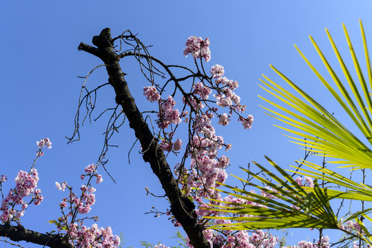 桃花