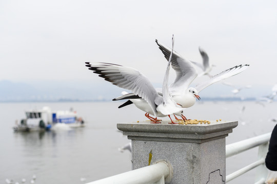 海鸥