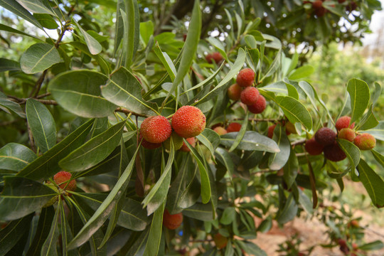 杨梅树