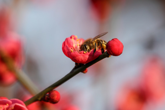 蜜蜂