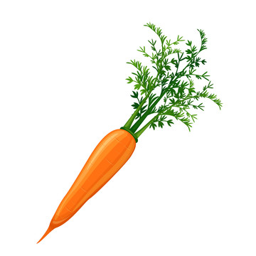健康红萝卜插图