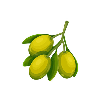 新鮮橄欖插圖