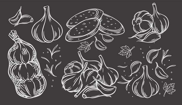 大蒜香料手繪插圖