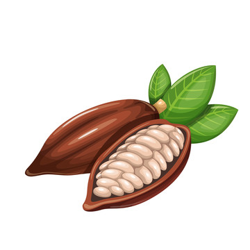巧克力原料 可可豆插圖