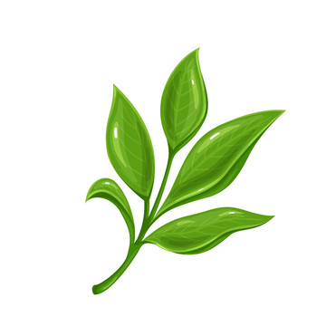 綠色抹茶葉片插圖