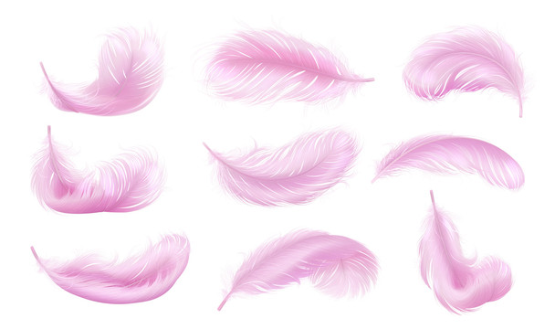粉红色羽毛插图