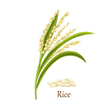 成熟稻米水彩插图