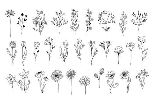 植物花卉线描插图