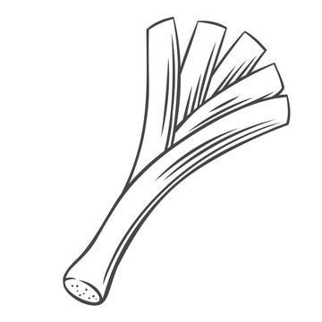 黑色線描大蔥插圖