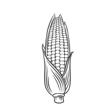 黑色線描玉米插圖