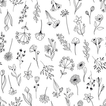线描植物花卉插图