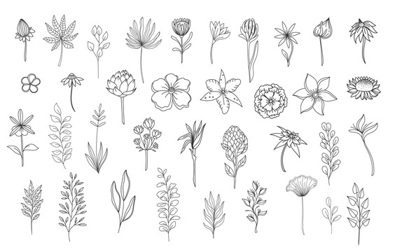 黑白手绘花卉植物插图