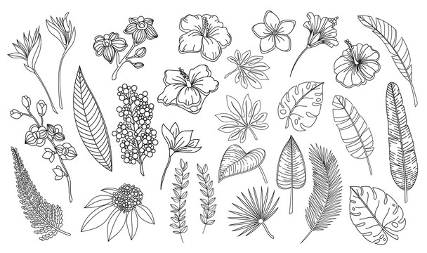 黑色线描花卉植物插图