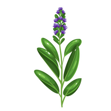 鼠尾草香料插圖
