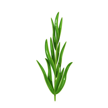 香草龍蒿插圖