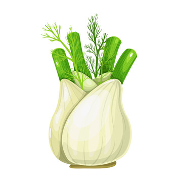 茴香植物插圖