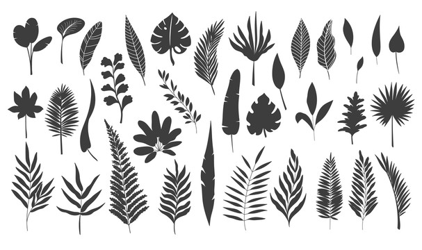 黑色植物樹(shù)葉輪廓插圖