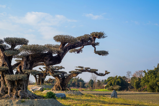 油橄榄树