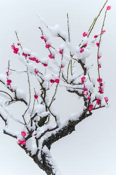 大雪中的红梅