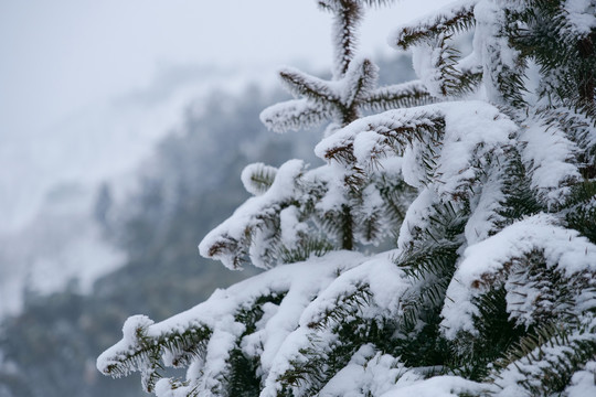 松树上的雪