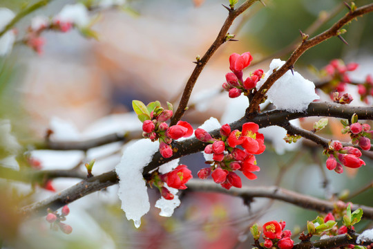 海棠雪