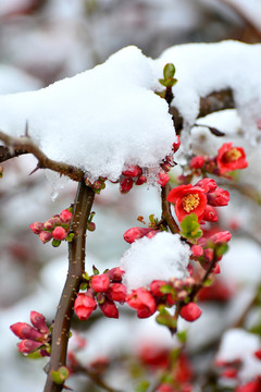 海棠雪